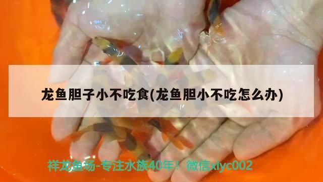 我的虎魚真菌感染了要怎么處理 龍魚膽子小不吃食(龍魚膽小不吃怎么辦)(龍魚膽子小不吃東西怎么辦) 觀賞魚百科 龍魚膽子小不吃食(龍魚膽小不吃怎么辦)(龍魚膽子小不吃東西怎么辦) 龍魚膽子小不吃食(龍魚膽小不吃怎么辦)(龍魚膽子小不吃東西怎么辦) 觀賞魚百科