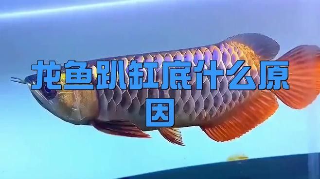 金龍魚趴缸期間需要換水嗎（金龍魚趴缸期間是否需要換水）