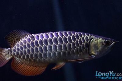 紅龍魚發(fā)色前兆圖片欣賞（紅龍魚發(fā)色前兆圖片欣賞大全）（紅龍魚發(fā)色前兆圖片](image3.jpg)紅龍魚發(fā)色前兆圖片欣賞大全）