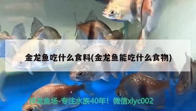 金龍魚吃什么食料(金龍魚能吃什么食物)（金龍魚吃什么食料） 金龍魚吃什么食料(金龍魚能吃什么食物)（金龍魚吃什么食料） 觀賞魚百科
