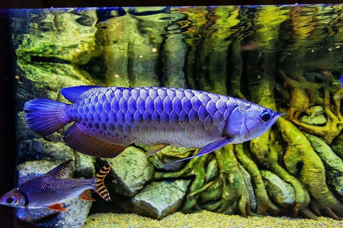 如何判斷龍魚是否感染寄生蟲？（如何判斷龍魚是否感染寄生蟲）