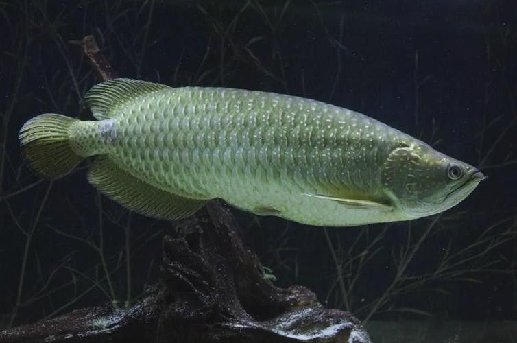 龍魚高清美圖有哪些品種（龍魚品種分類及分享龍魚品種分類及分布地廣州勝哥）