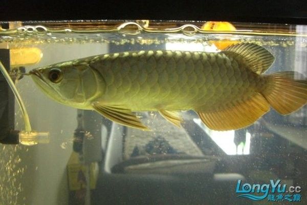 如何辨別金龍魚苗的品種（如何準(zhǔn)確鑒別金龍魚苗的品種）