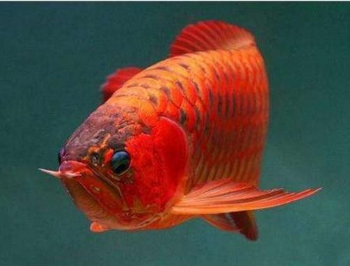 紅色金龍魚的市場價格走勢如何（紅色金龍魚多少錢一只華哥環球智庫紅金龍魚多少錢一條）