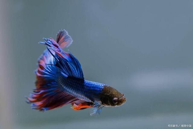 龍魚水溫多久恢復正常（超人強動物俱樂部龍魚水溫指南愛聽龍魚養護指南） 龍魚水溫多久恢復正常（超人強動物俱樂部龍魚水溫指南愛聽龍魚養護指南） 龍魚百科 第7張
