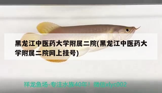 黑龍江中醫藥大學附屬二院(黑龍江中醫藥大學附屬二院網上掛號)（黑龍江中醫藥大學附屬二院和黑龍江中醫藥大學附屬二院網上掛號對應信息）