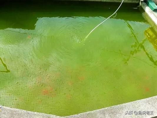 換水隨意拍（換水隨意拍，本文探討了攝影中“換水”這一概念） 換水隨意拍（換水隨意拍，本文探討了攝影中“換水”這一概念） 觀賞魚百科