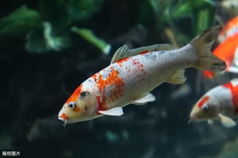 金龍魚不吃食能自愈嗎（金龍魚不吃食能自愈嗎金龍魚不吃食能否自愈取決于誘因）