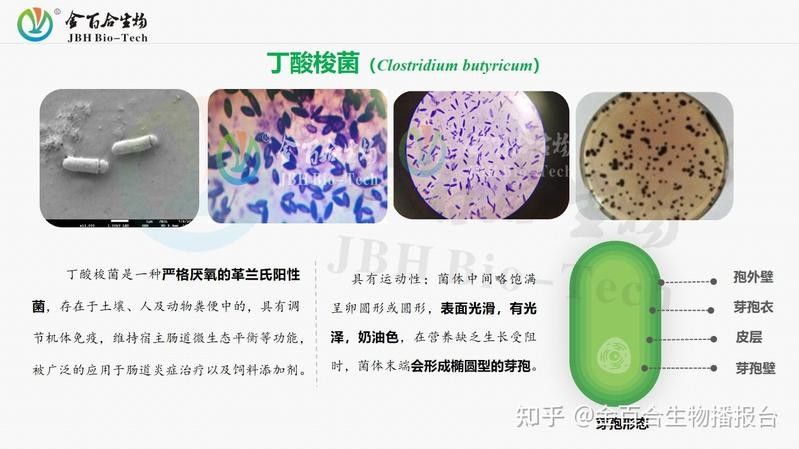 有哪些益生菌適合龍魚？（魚日記搜狐新聞聽成員對益生菌有著極高的要求）