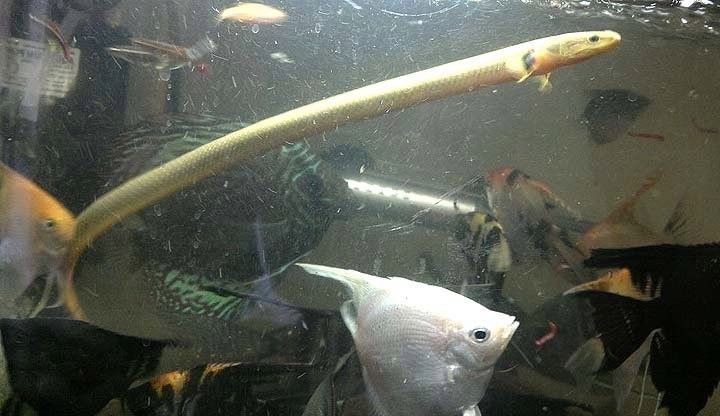 草繩恐龍魚混養有哪些成功案例？（草繩恐龍魚混養成功案例）