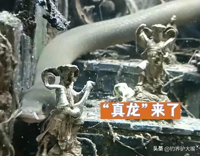 草繩恐龍魚混養有哪些成功案例？（草繩恐龍魚混養成功案例）