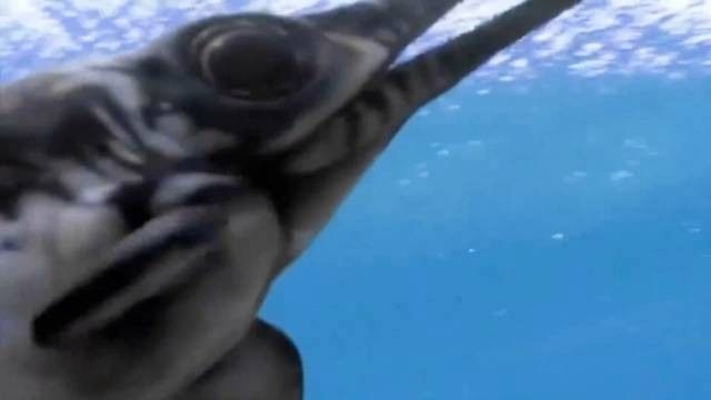 如何搜索恐龍魚的視頻資源？（恐龍魚的視頻資源可以通過多種方式進行）