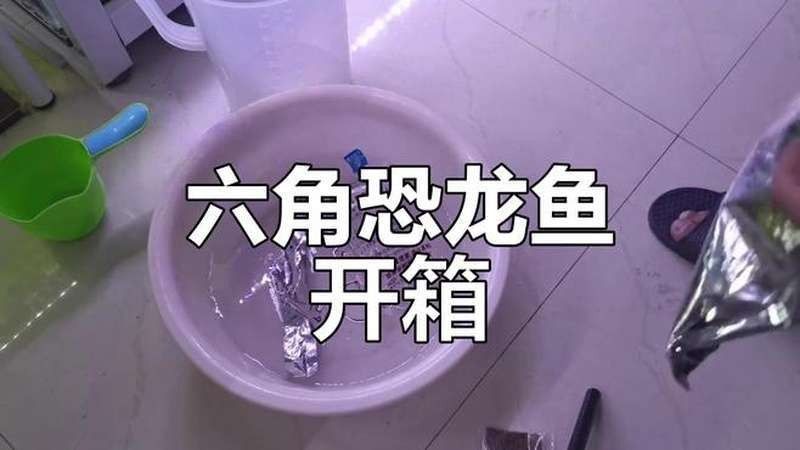 如何搜索恐龍魚的視頻資源？（恐龍魚的視頻資源可以通過多種方式進行）