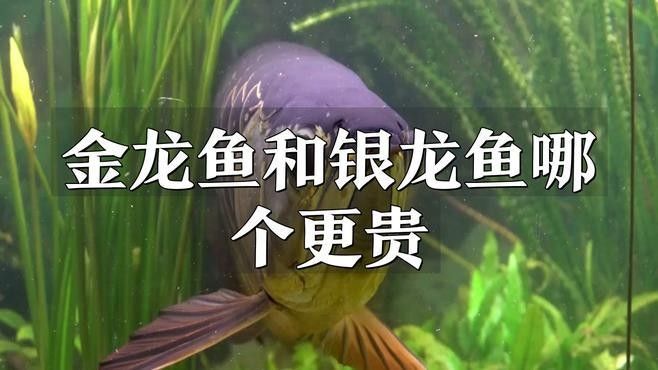 如何判斷白金龍魚(yú)的血統(tǒng)？（如何判斷白金龍魚(yú)的純正與否）