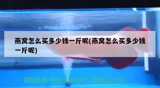 龍魚魚食品牌介紹：龍魚魚食哪個牌子好（龍魚食品牌的選擇）