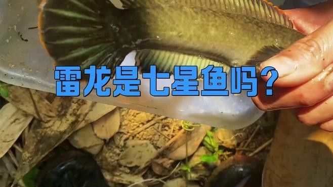 如何區(qū)分廣東雷龍魚的品種？（如何區(qū)分廣東雷龍魚的不同品種）