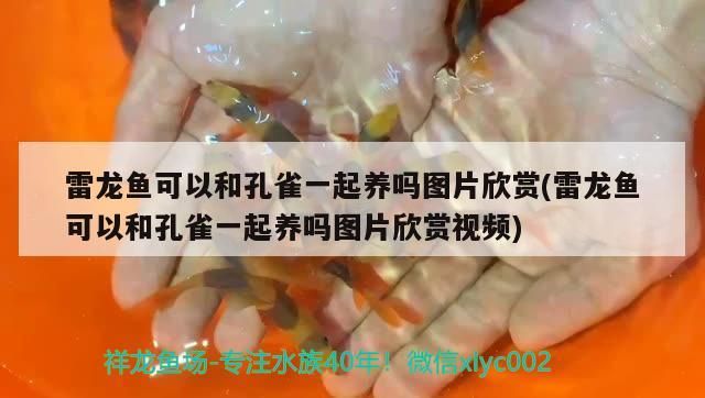 雷龍魚可以和孔雀一起養嗎圖片欣賞(雷龍魚可以和孔雀一起養嗎圖片欣賞視頻)（雷龍魚可以和孔雀一起養嗎） 雷龍魚可以和孔雀一起養嗎圖片欣賞(雷龍魚可以和孔雀一起養嗎圖片欣賞視頻)（雷龍魚可以和孔雀一起養嗎） 觀賞魚百科
