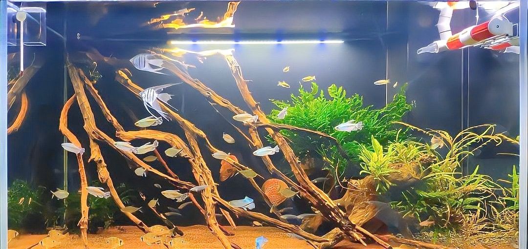 沉木造景有哪些常見誤區（水族箱造景素材簡析之沉木篇）