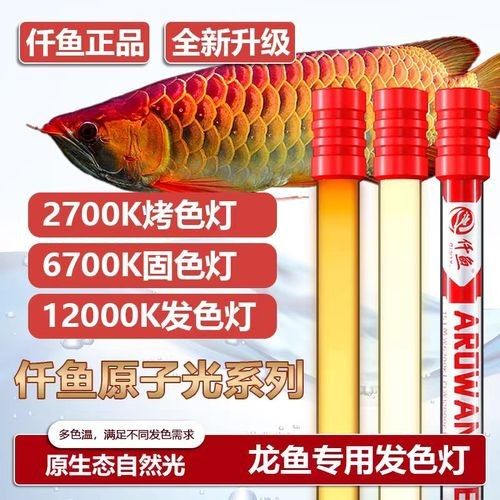 如何選擇適合紅龍的燈具（適合紅龍的燈具有哪些）