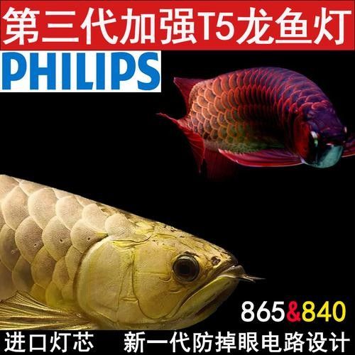 如何選擇適合紅龍的燈具（適合紅龍的燈具有哪些）