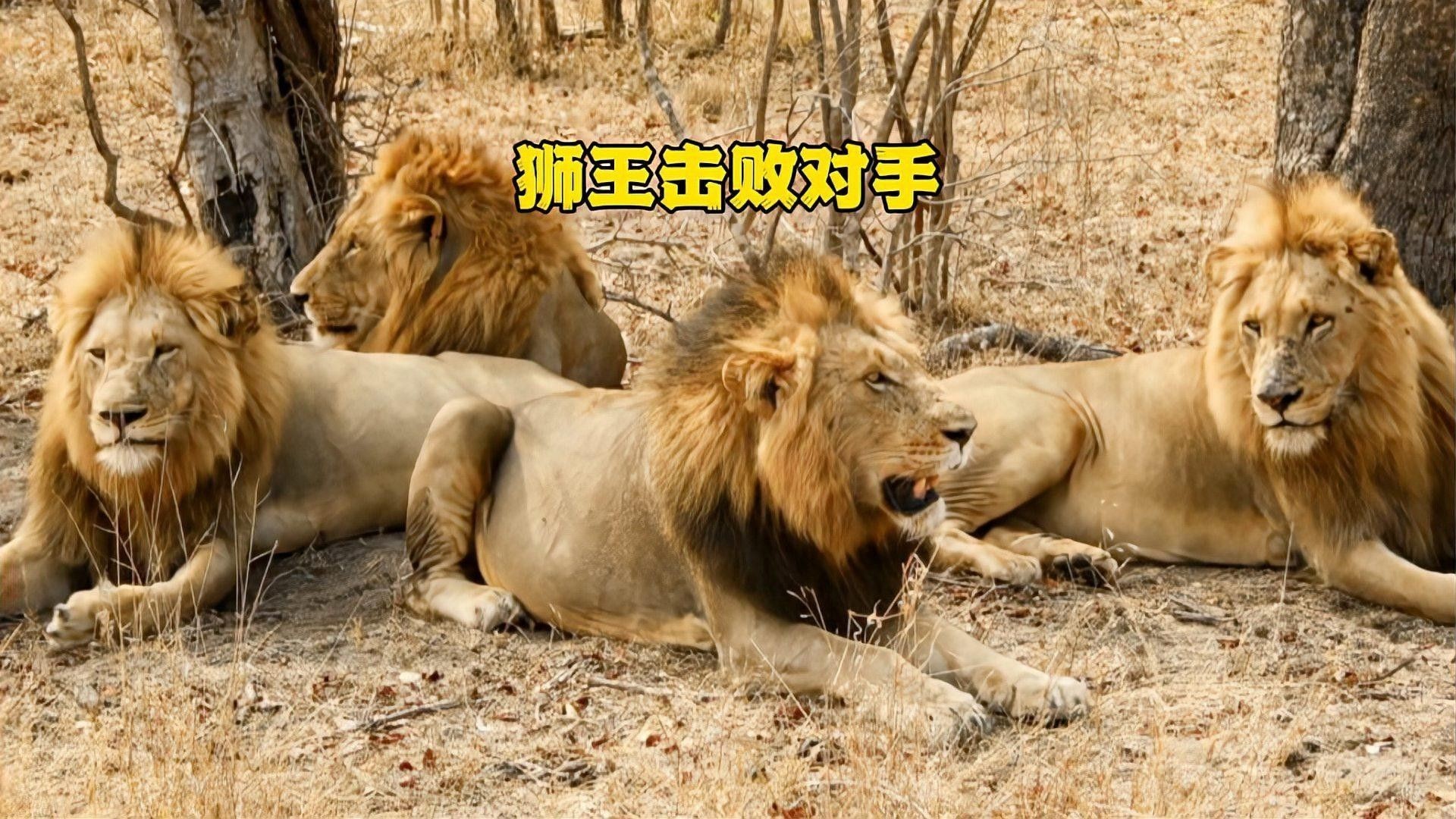混養(yǎng)時如何避免領(lǐng)地沖突？（養(yǎng)動物領(lǐng)地沖突怎么辦？）