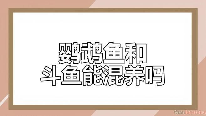混養(yǎng)時如何避免領(lǐng)地沖突？（養(yǎng)動物領(lǐng)地沖突怎么辦？）