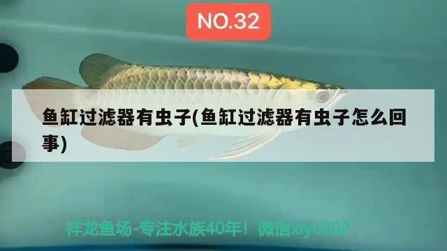 魚缸過濾器有蟲子(魚缸過濾器有蟲子怎么回事)（魚缸過濾器有蟲子和魚缸過濾器有蟲子怎么回事） 魚缸過濾器有蟲子(魚缸過濾器有蟲子怎么回事)（魚缸過濾器有蟲子和魚缸過濾器有蟲子怎么回事） 觀賞魚百科