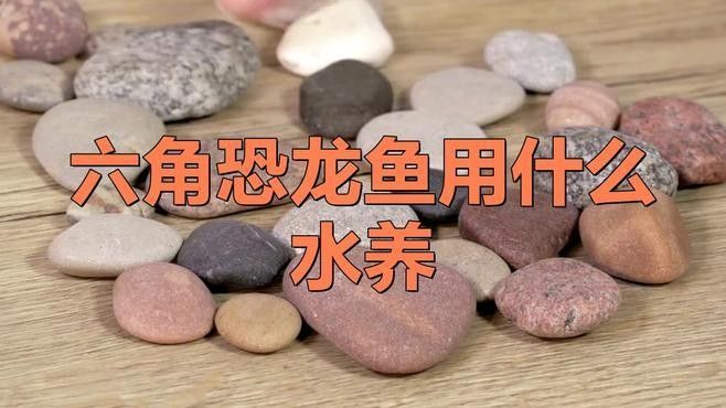 六角恐龍魚多久換一次水（六角恐龍魚幾天換一次水） 六角恐龍魚多久換一次水（六角恐龍魚幾天換一次水） 龍魚百科 第3張