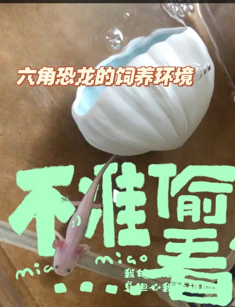 六角恐龍魚多久換一次水（六角恐龍魚幾天換一次水） 六角恐龍魚多久換一次水（六角恐龍魚幾天換一次水） 龍魚百科 第9張