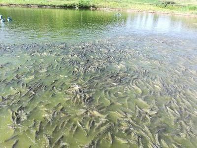 如何預(yù)防龍魚低溫死亡？（如何預(yù)防龍魚低溫死亡）