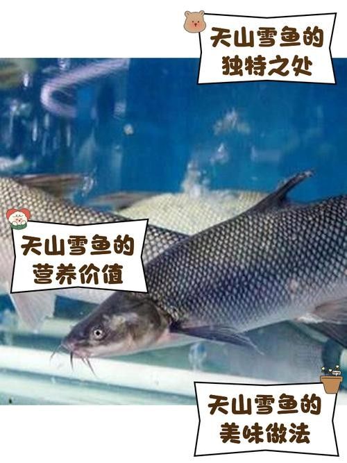 如何區分天山雪龍魚的不同品質(天山雪龍魚如何區分天山雪龍魚和雪龍魚的不同品質) 龍魚百科 第3張 如何區分天山雪龍魚的不同品質(天山雪龍魚如何區分天山雪龍魚和雪龍魚的不同品質) 如何區分天山雪龍魚的不同品質(天山雪龍魚如何區分天山雪龍魚和雪龍魚的不同品質) 龍魚百科 第3張