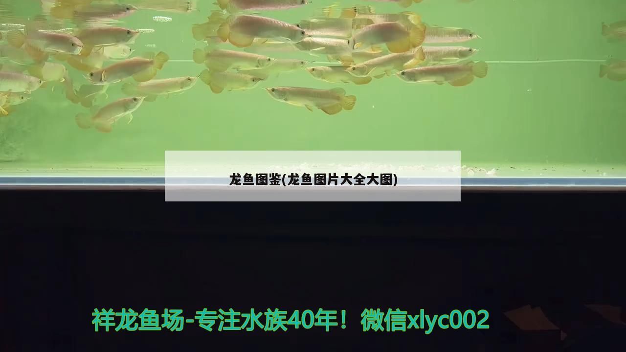 龍魚圖鑒(龍魚圖片大全大圖)（魚圖鑒：紅龍魚能和什么魚一起養(yǎng)，紅龍魚什么品種好）