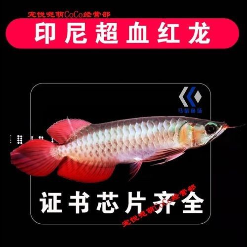 哪里可以購買到純種紅龍魚？（北京大型賣觀賞魚市場詳解純種紅龍魚的渠道和推薦信息）