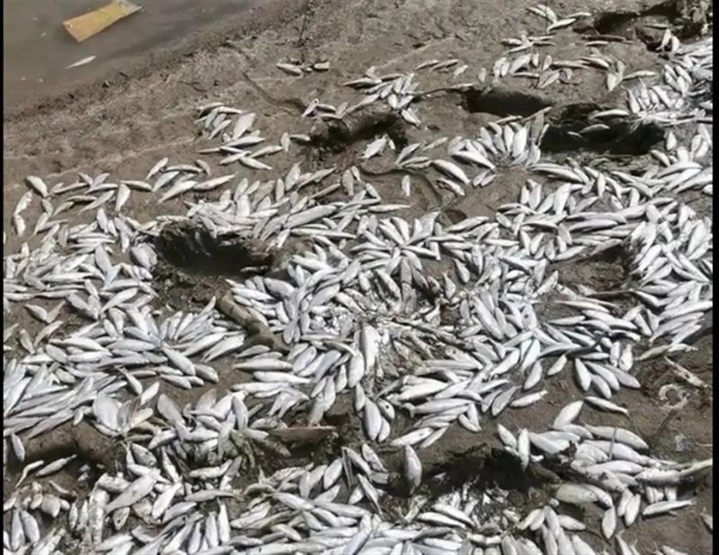 開封龍魚事件是否有官方通報（開封龍魚事件是否有官方通報，尚無官方機構正式回應）