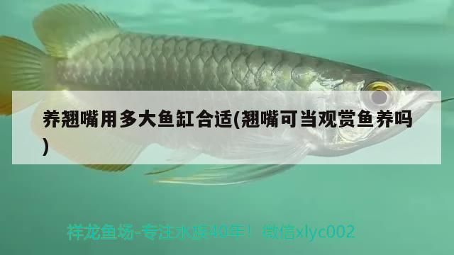 為何養魚要擇日，最近有什么好看的日漫或國漫（《斗羅大陸》養魚擇日）
