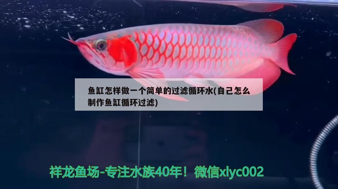 魚缸怎樣做一個簡單的過濾循環水(自己怎么制作魚缸循環過濾)（魚缸怎樣做一個簡單的過濾循環水）