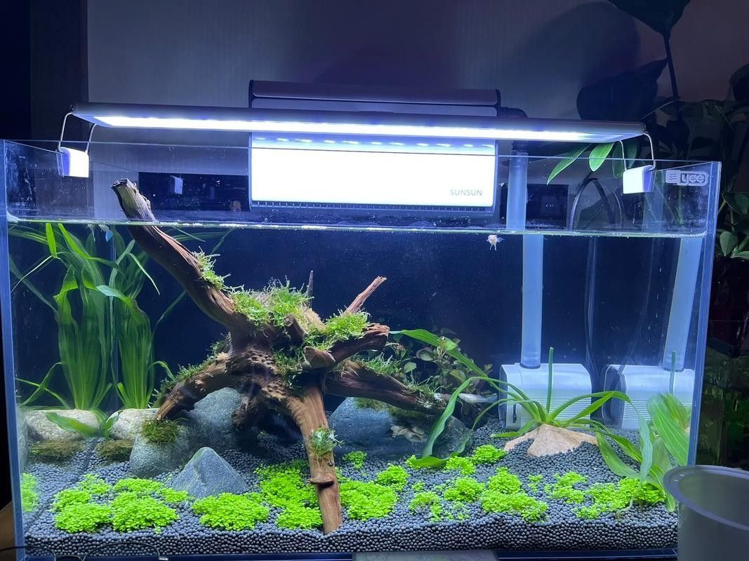 如何優化藍龍魚的養殖技術？（藍龍魚養殖技術）