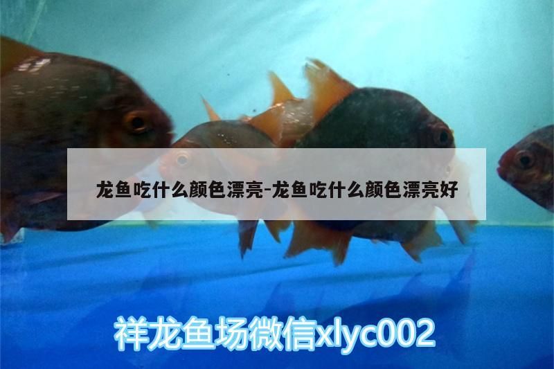 龍魚吃什么顏色漂亮:龍魚吃什么顏色漂亮好（金龍魚吃什么顏色漂亮好看，龍魚吃什么顏色漂亮好看）