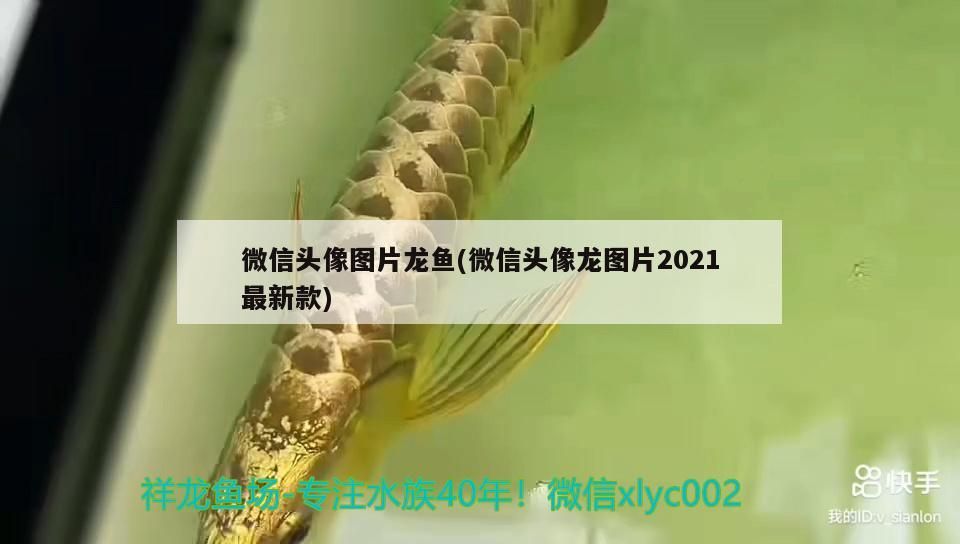 微信頭像圖片龍魚(yú)(微信頭像龍圖片2021最新款)（九魚(yú)圖微信頭像圖片龍魚(yú)圖寓意是什么，九魚(yú)圖寓意是什么）