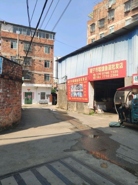 南寧龍魚市場哪家最靠譜（南寧龍魚市場如何選擇） 南寧龍魚市場哪家最靠譜（南寧龍魚市場如何選擇） 龍魚百科 第2張