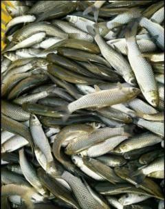 南寧龍魚市場哪家最靠譜（南寧龍魚市場如何選擇） 南寧龍魚市場哪家最靠譜（南寧龍魚市場如何選擇） 龍魚百科 第11張