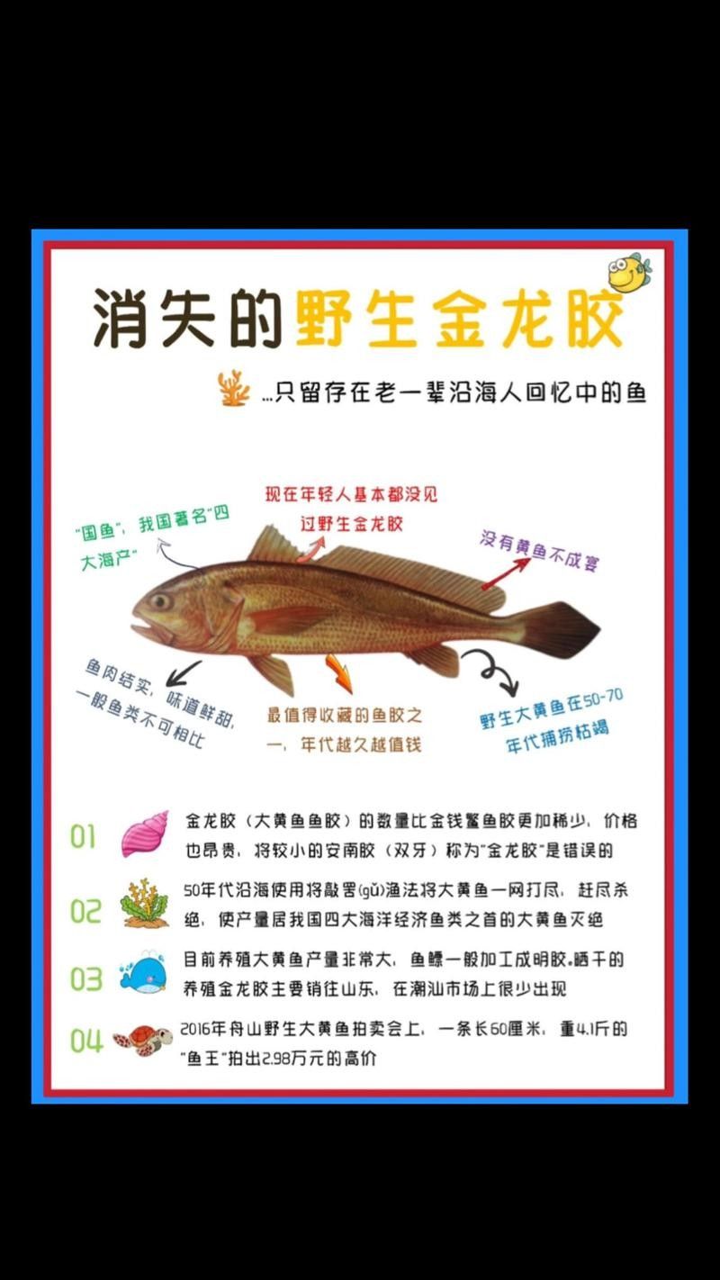 金龍魚膠和北海魚膠哪個更滋補（金龍魚膠和北海魚膠哪個好）