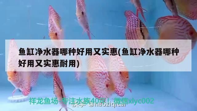 魚缸凈水器哪種好用又實惠(魚缸凈水器哪種好用又實惠耐用)（魚缸凈水器哪個牌子好）
