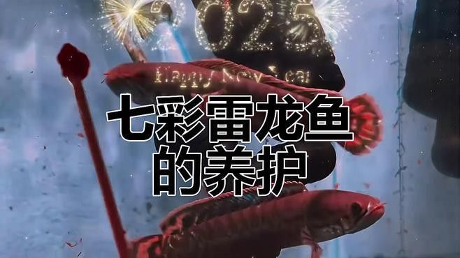 如何給龍魚和七彩提供足夠的躲避空間（七彩雷龍魚全面養護指南及注意事項夢想小房子聽房子聽） 如何給龍魚和七彩提供足夠的躲避空間（七彩雷龍魚全面養護指南及注意事項夢想小房子聽房子聽） 龍魚百科 第2張
