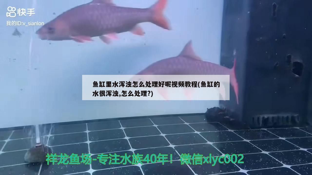 大慶觀賞魚市場全當(dāng)是金龍龍魚圈（大慶觀賞魚市場） 大慶觀賞魚市場全當(dāng)是金龍龍魚圈（大慶觀賞魚市場） 觀賞魚百科 第1張