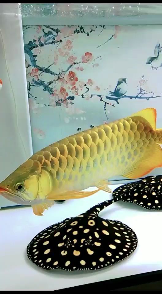 大慶觀賞魚市場全當(dāng)是金龍龍魚圈（大慶觀賞魚市場） 大慶觀賞魚市場全當(dāng)是金龍龍魚圈（大慶觀賞魚市場） 觀賞魚百科 第2張
