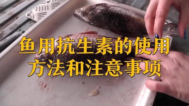 龍魚安全用藥有哪些常見誤區（給龍魚下藥的八點建議） 龍魚安全用藥有哪些常見誤區（給龍魚下藥的八點建議） 龍魚百科 第3張