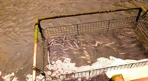 鰻鳚和龍魚能混養(yǎng)嗎？（20-30公分龍魚混養(yǎng)技巧與注意事項） 鰻鳚和龍魚能混養(yǎng)嗎？（20-30公分龍魚混養(yǎng)技巧與注意事項） 龍魚百科 第8張