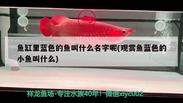 魚(yú)缸里藍(lán)色的魚(yú)叫什么名字呢(觀(guān)賞魚(yú)藍(lán)色的小魚(yú)叫什么)（魚(yú)缸里藍(lán)色的魚(yú)叫什么、魚(yú)缸里藍(lán)色的魚(yú)叫什么名字呢）