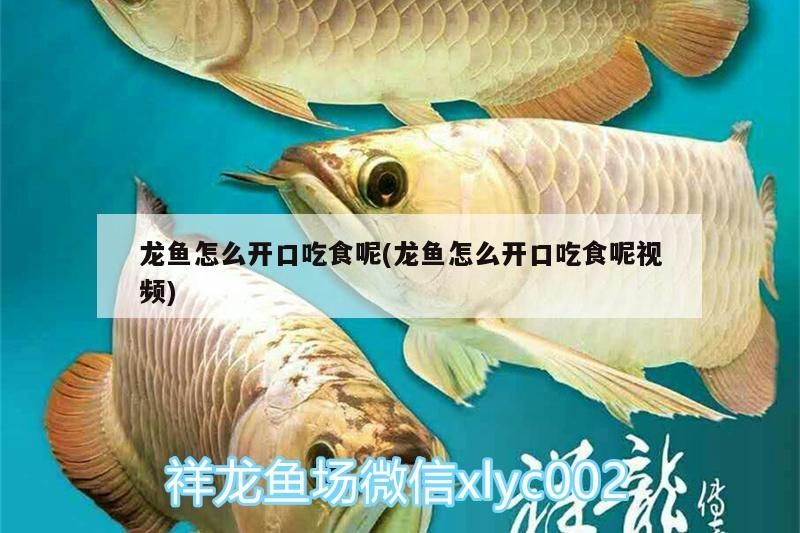 印尼虎魚多少溫度飼養(yǎng)最好:印尼虎魚多少溫度飼養(yǎng)最好印尼虎魚多少溫度飼養(yǎng)最好 龍魚怎么開(kāi)口吃食呢(龍魚怎么開(kāi)口吃食呢視頻)(龍魚怎么開(kāi)口吃食) 觀賞魚百科 龍魚怎么開(kāi)口吃食呢(龍魚怎么開(kāi)口吃食呢視頻)(龍魚怎么開(kāi)口吃食) 龍魚怎么開(kāi)口吃食呢(龍魚怎么開(kāi)口吃食呢視頻)(龍魚怎么開(kāi)口吃食) 觀賞魚百科